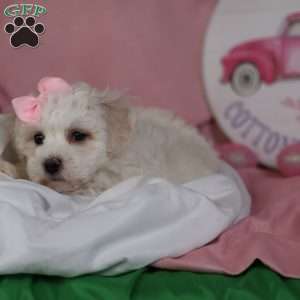 Gracie, Bichon Frise Puppy